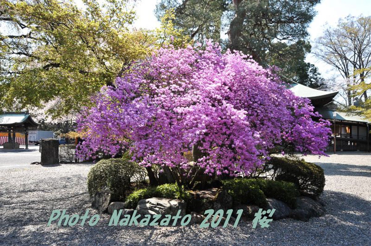 喜多院の桜